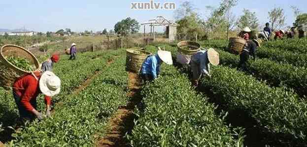 云南马茶厂 匠心传承，农产品初加工的绿色典范