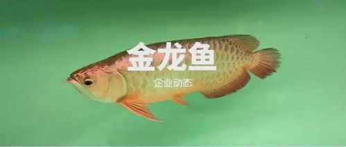 金龙鱼 从餐桌液体黄金到食用农产品初加工的领航者