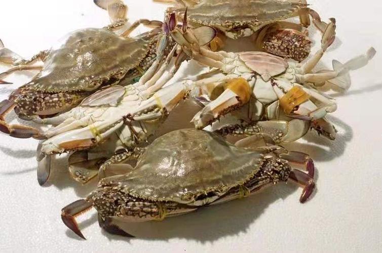 经认定合格的未经加工或者初加工的食用农产品